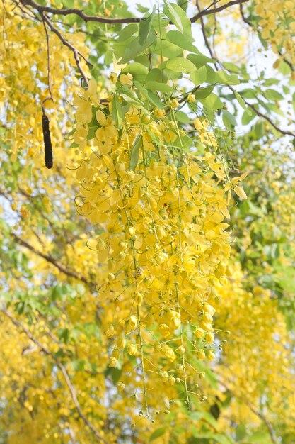 カシア瘻花が咲く木