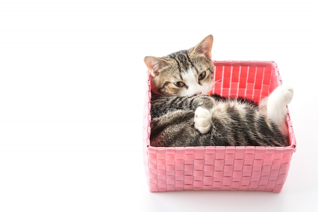 cat in basket