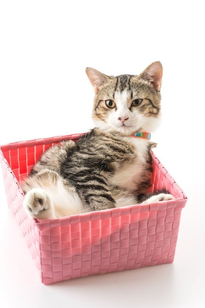 Cat in basket – Free high-quality stock photo