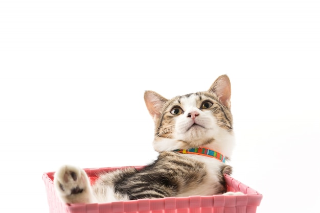 cat in basket