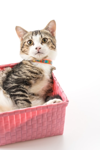 Free photo cat in basket