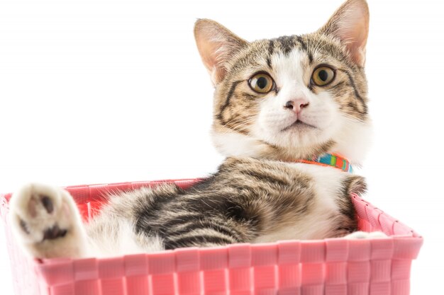 cat in basket