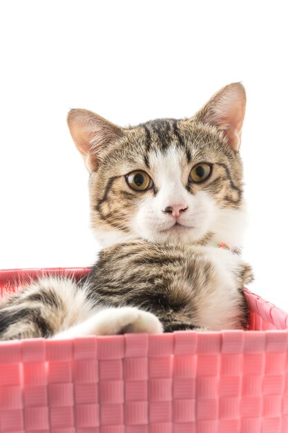 cat in basket