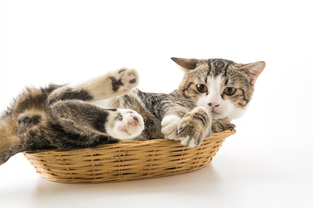 cat in basket