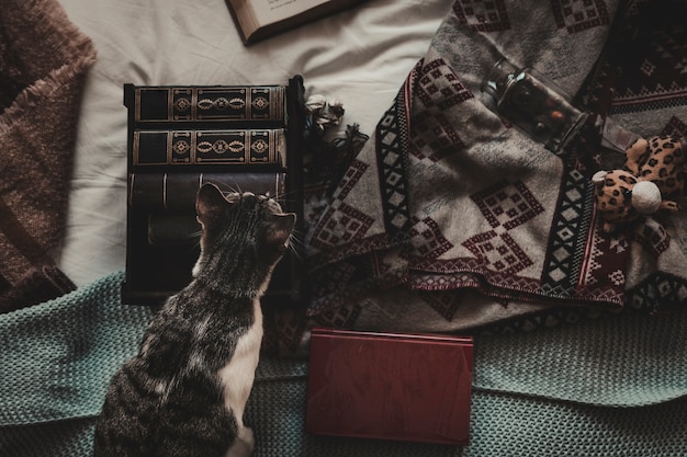 Cat on bed near books