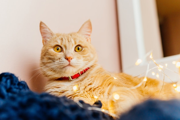 猫とクリスマスライト。かわいい生姜の猫は、窓の近くに横たわって、光で遊ぶ。