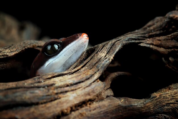 Cat eye gecko closeup on wood Baby cat eye gecko closeup