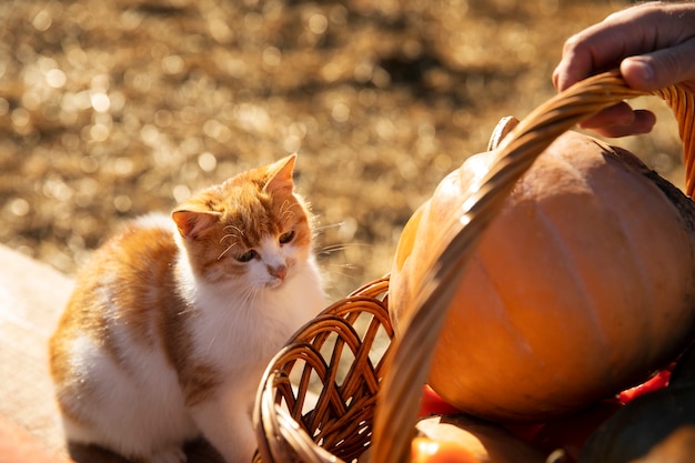 Cat at the farm is interested in basket of vegetables