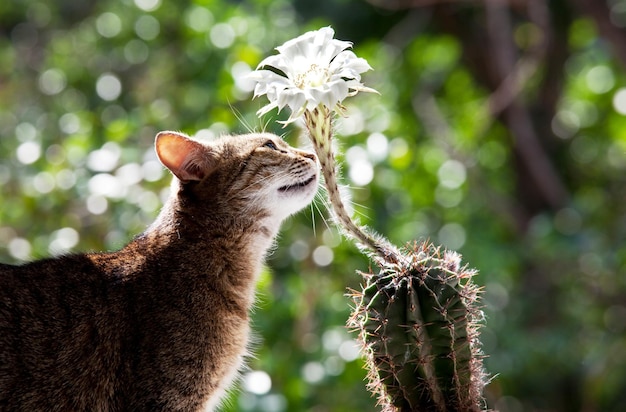 고양이와 꽃