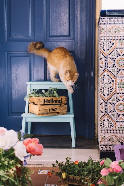 Cat in garden in front of door