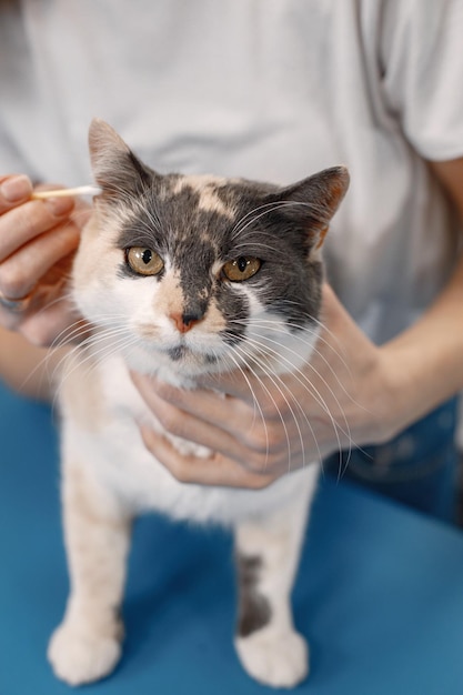 Кошка проходит процедуру в салоне грумера Молодая женщина в белой футболке чистит уши маленькой кошке Белая и коричневая кошка на синем столе