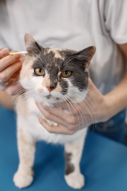 グルーマーサロンでの猫の取得手順白いTシャツを着た若い女性小さな猫のきれいな耳青いテーブルの上の白と茶色の猫