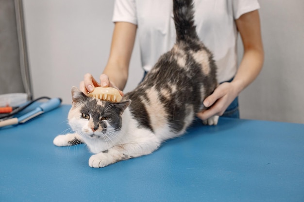 미용실에서 절차를 받고 있는 고양이 흰색 티셔츠를 입은 젊은 여성이 작은 고양이를 빗질하고 있습니다. 파란색 테이블에 흰색과 갈색 고양이