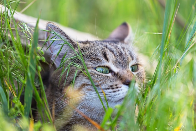 잔디 뒤에 고양이