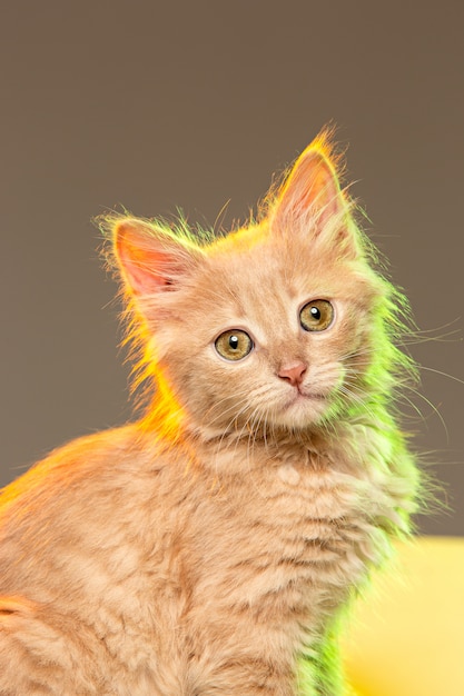 Foto gratuita il gatto sul muro grigio con luci al neon