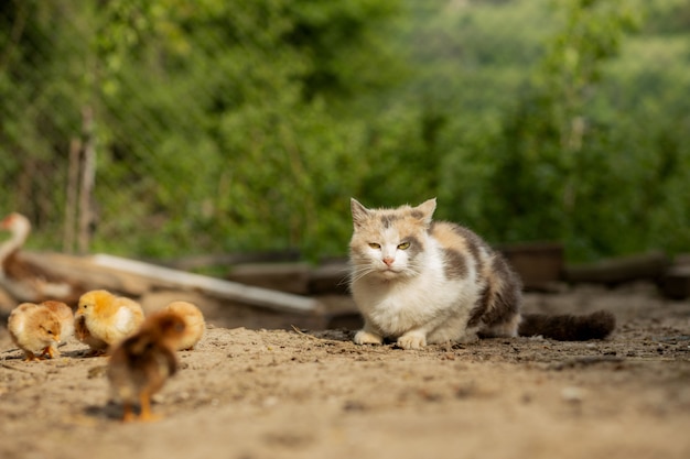 猫​は​庭​で​小さな​鶏​を​狩る