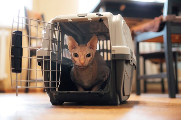 金で刻まれた小さな子猫の英国のチンチラは白い背景に座っており 白い背景の猫と犬のための大きなプラスチック製のキャリアケージ コピースペース プレミアム写真