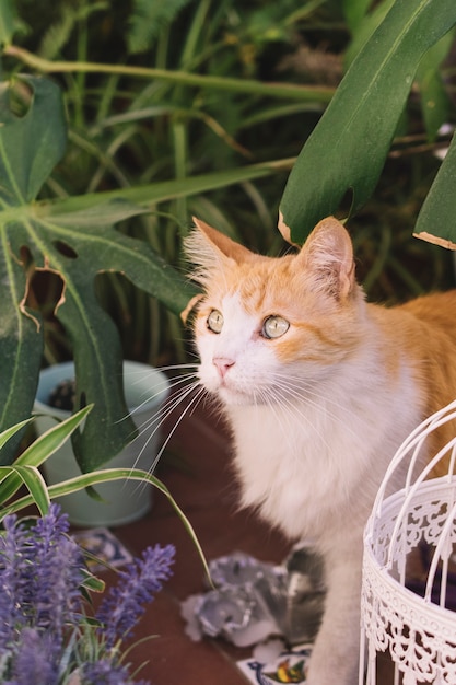 Free photo cat investigating garden