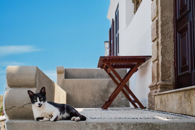 The cat is resting on the porch near the house looking at the camera the city of Lindos Rhodes island the Greek islands of the Dodecanese archipelago a popular tourist destination