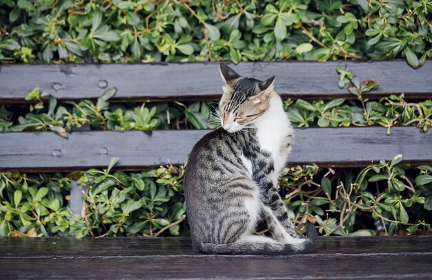 Кот обнюхивает себя, сидя на скамейке