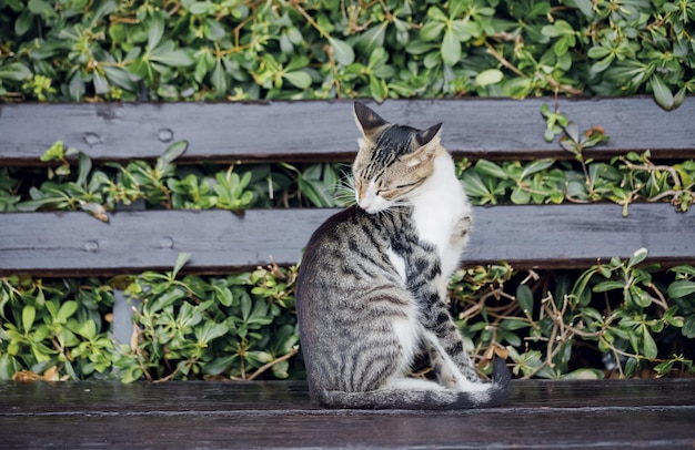 Кот обнюхивает себя, сидя на скамейке