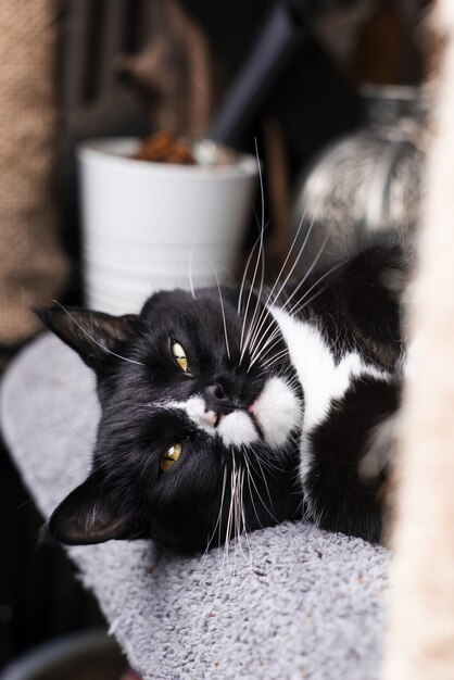 cat laying on a bed looking at the camera with a blurred