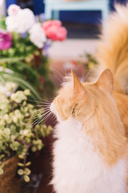 Cat looking at plant