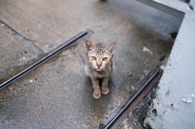 кот смотрит на тебя