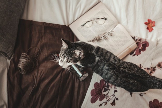 Cat near book and thread