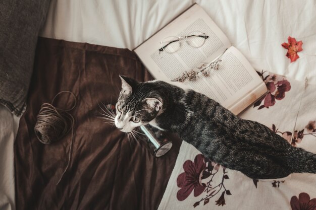 Кошка рядом с книгой и нитью