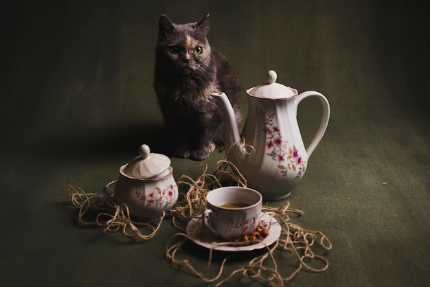 Free photo cat near tea set