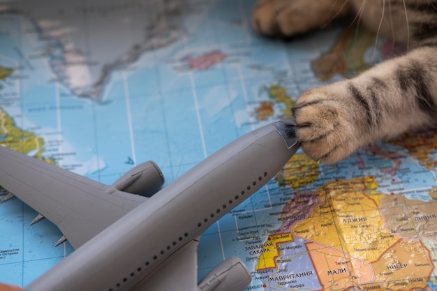 Free photo cat paw holding an air plane toy