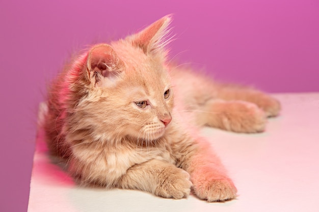 The Cat on Pink Space – Free Stock Photos