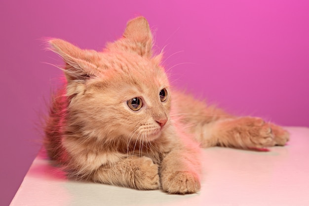 The cat on pink wall