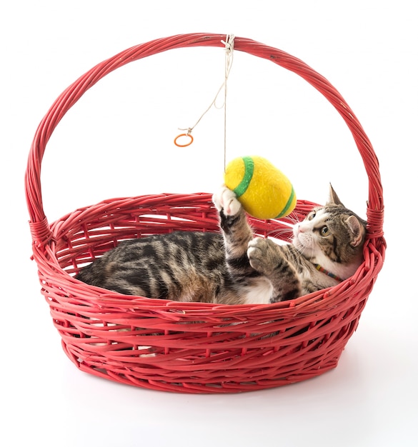 cat in red basket