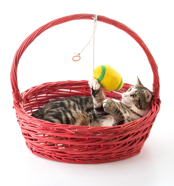 cat in red basket