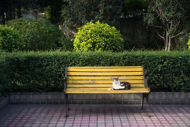 Кошка сидит на скамейке
