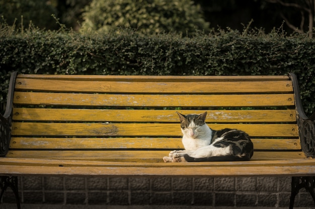 Кошка сидит на скамейке