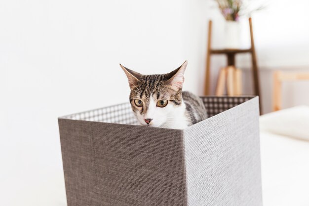 Cat sitting in box and sniffing