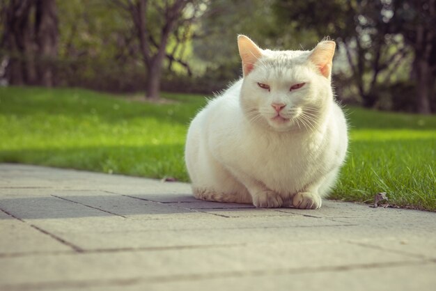 Cat Sitting On Footpath