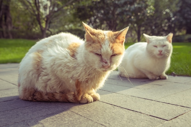 Free photo cat sitting on footpath