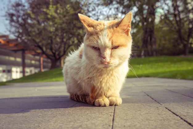 Cat Sitting On Footpath