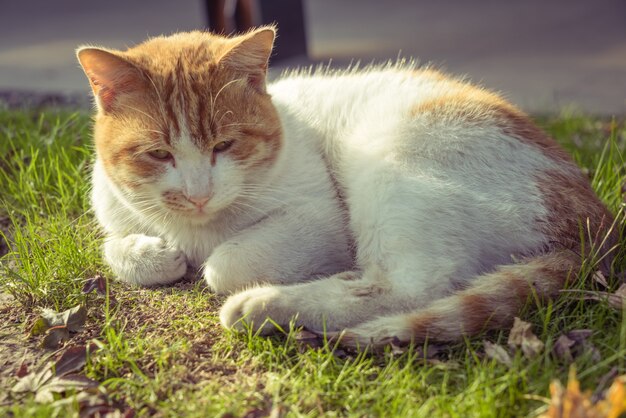 Cat Sitting On Footpath