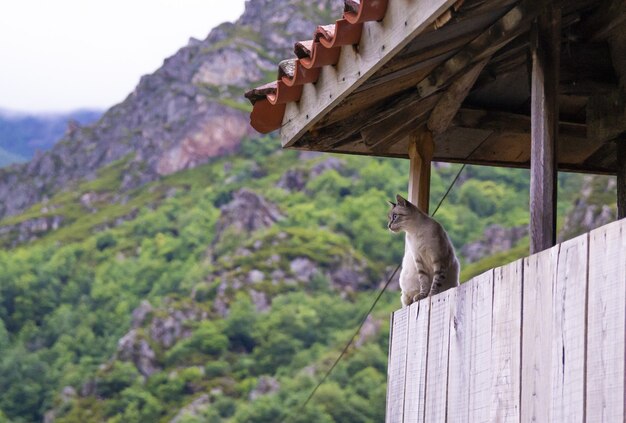 산 배경에 정자에 앉아 고양이