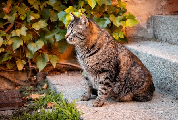 緑の植物の隣の建物の階段に座っている猫