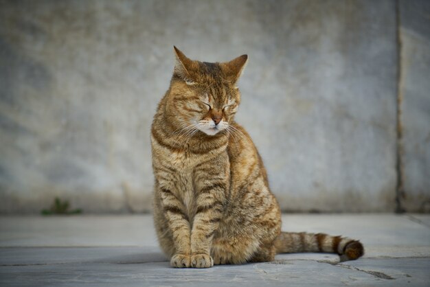 Кошка сидит с закрытыми глазами