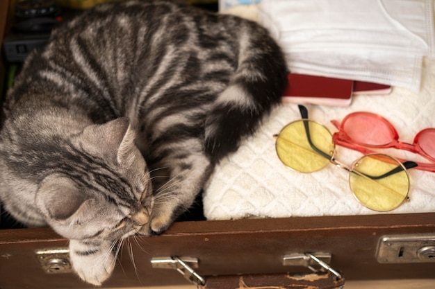 Cat sleeping in a luggage case high view