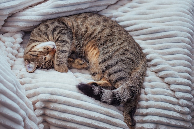 고양이는 침대에 흰색 격자 무늬에 잔다