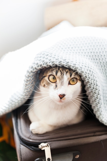 毛布の下のスーツケースの猫