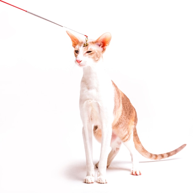 Cat toy doodle on cornish rex cat's head on white background